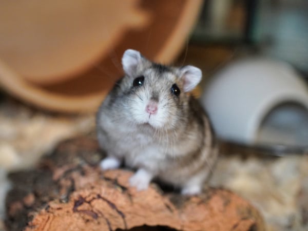 Zwerghamster Zonk von der Hamsterhilfe Südwest