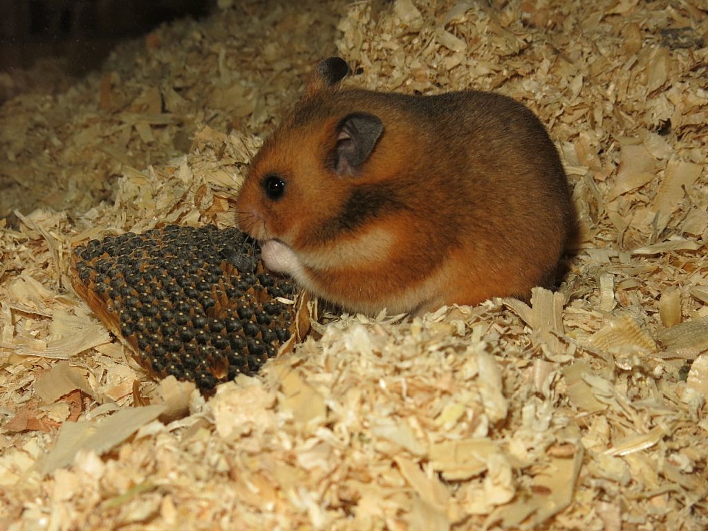 Hamsterhilfe Suedwest Goldhamster Golden