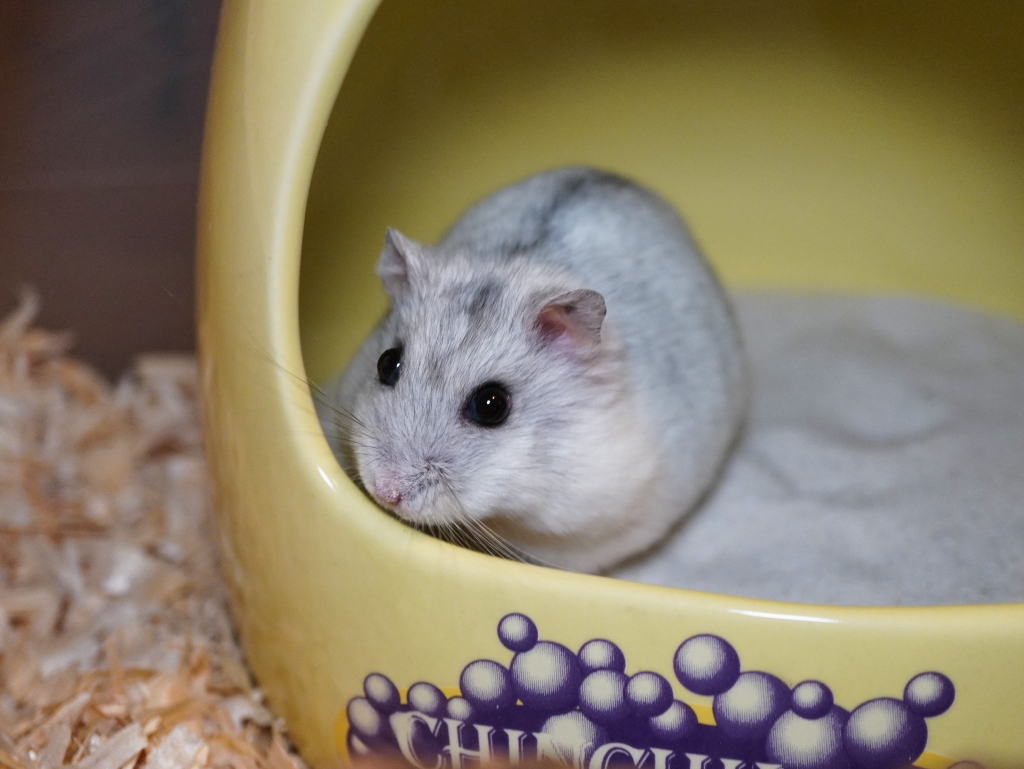 Zwerghamster Edamame von der Hamsterhilfe Südwest