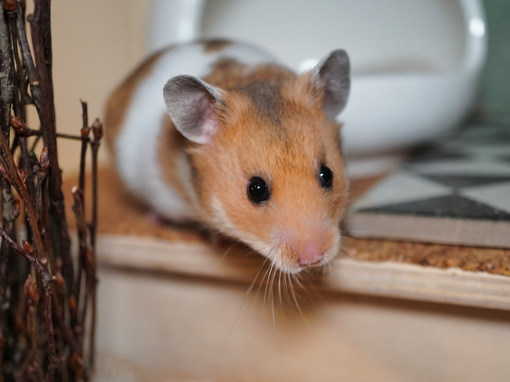 Goldhamster Wijke von der Hamsterhilfe Südwest