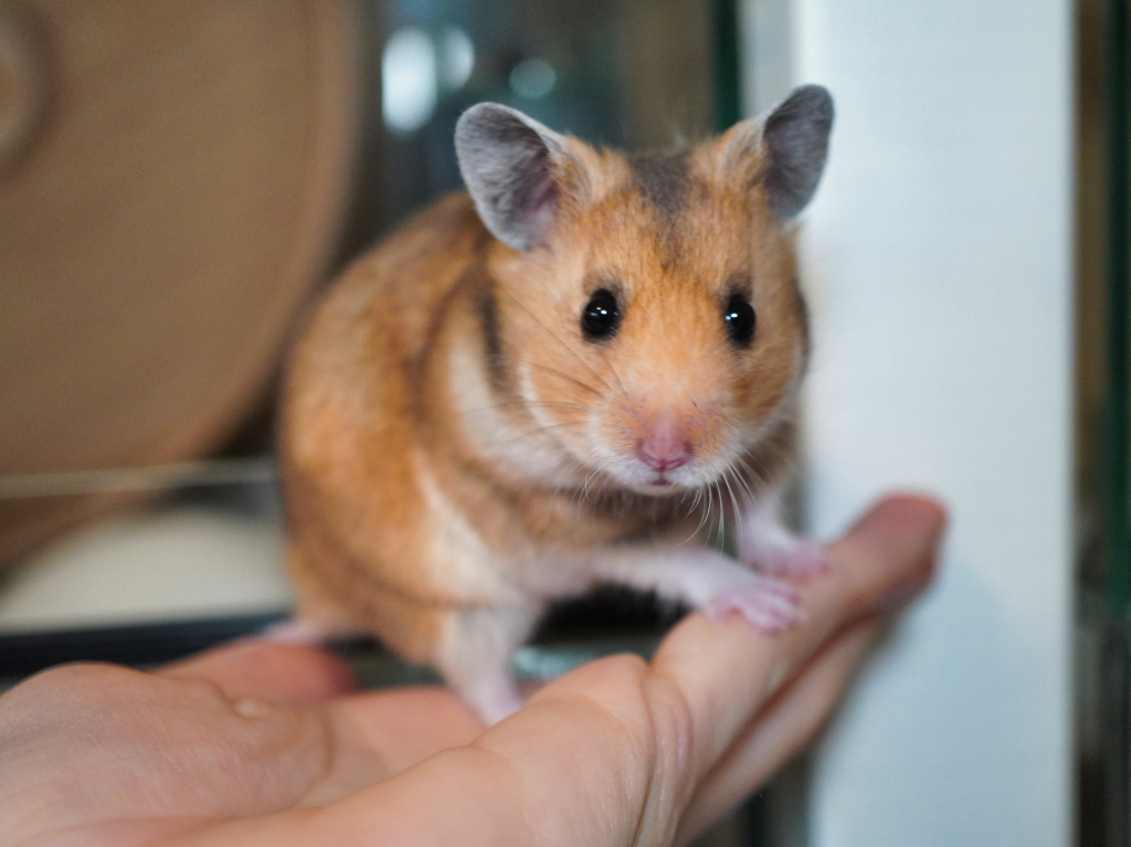 Goldhamster Wilja von der Hamsterhilfe Südwest