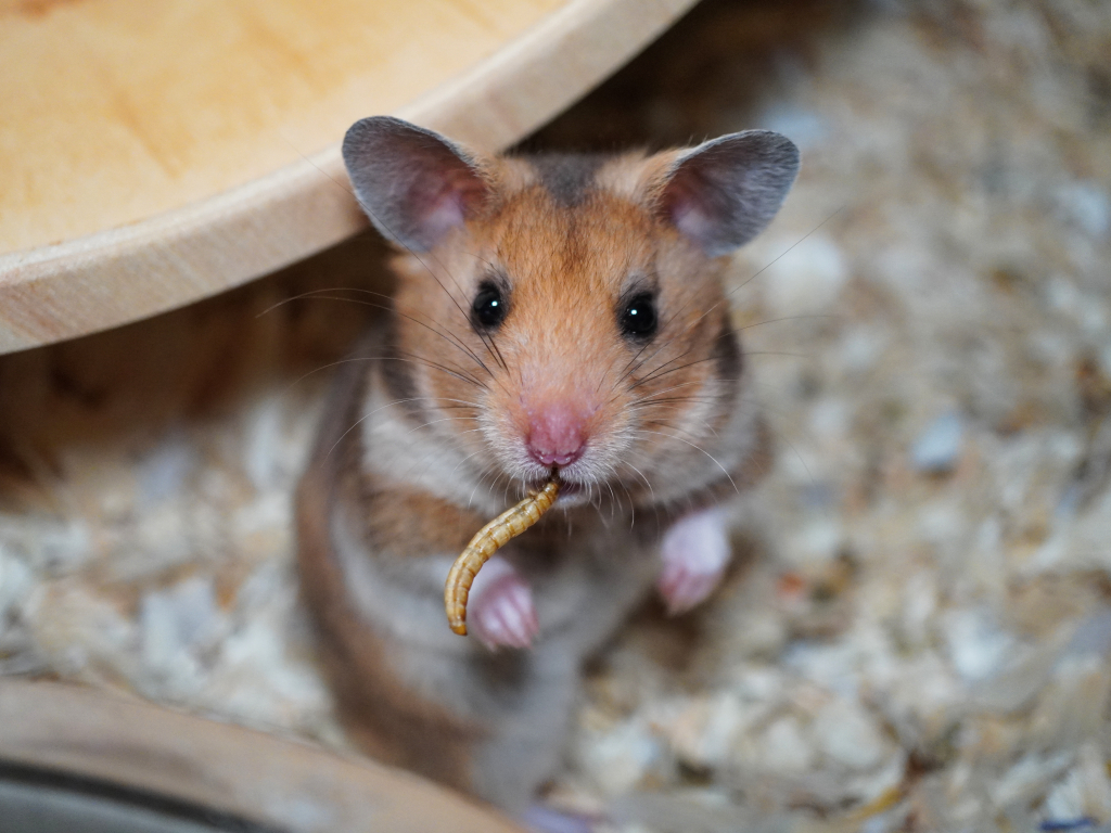 Goldhamster Winja von der Hamsterhilfe Südwest