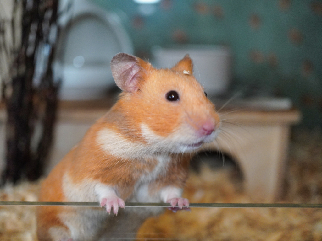 Goldhamster Wolkje von der Hamsterhilfe Südwest