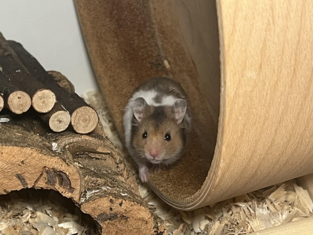 Hamsterhilfe Südwest Link