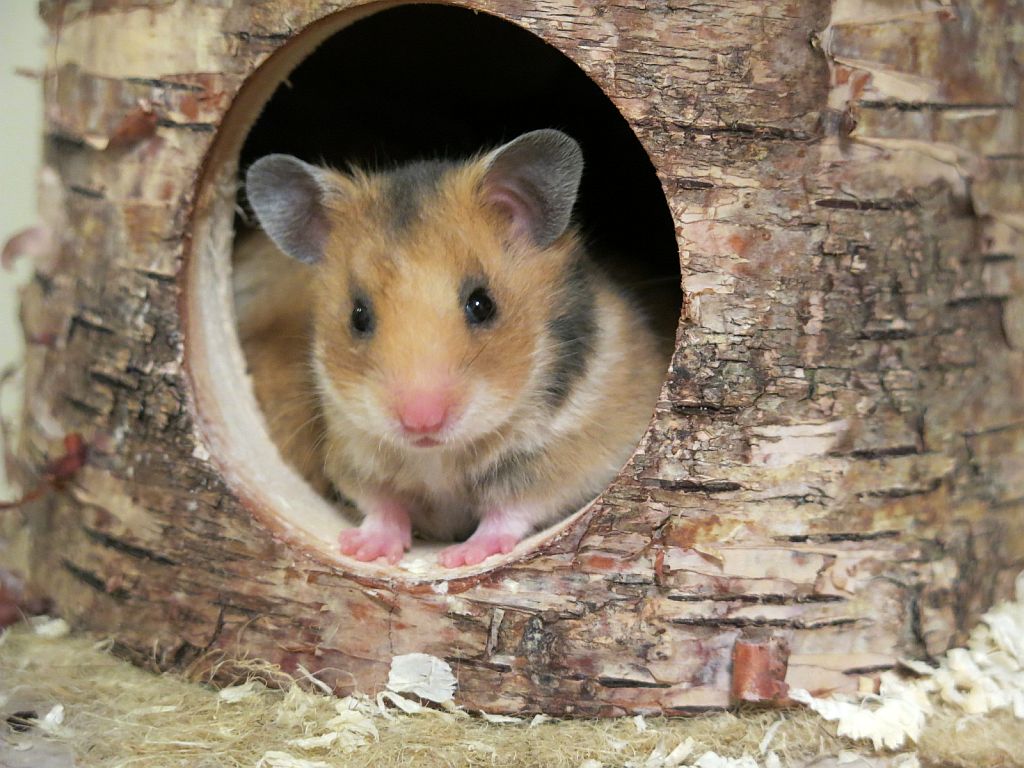 Hamsterhilfe Südwest Goldhamster Golden