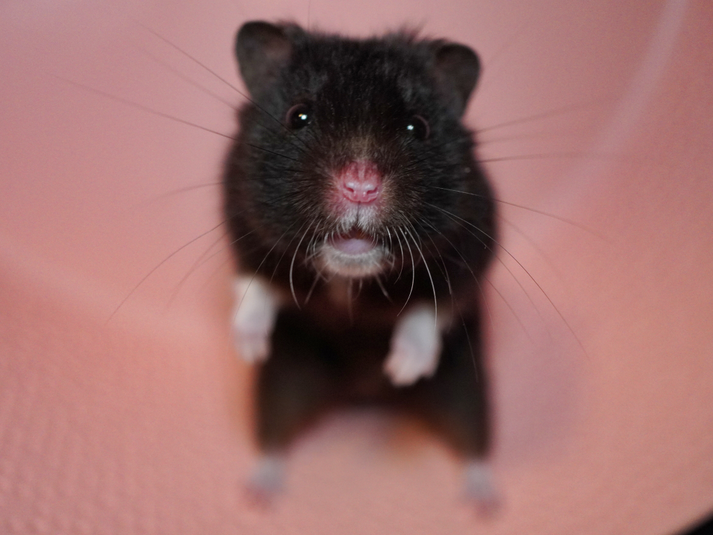 Goldhamster Vaios von der Hamsterhilfe Südwest