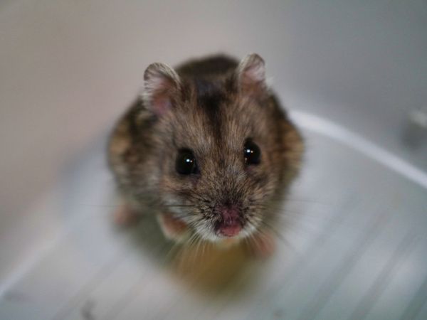 Zwerghamster Tabia von der Hamsterhilfe Südwest