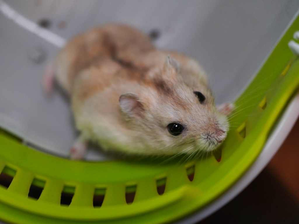Zwerghamster Tam von der Hamsterhilfe Südwest