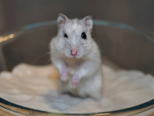 Zwerghamster Tomke von der Hamsterhilfe Südwest