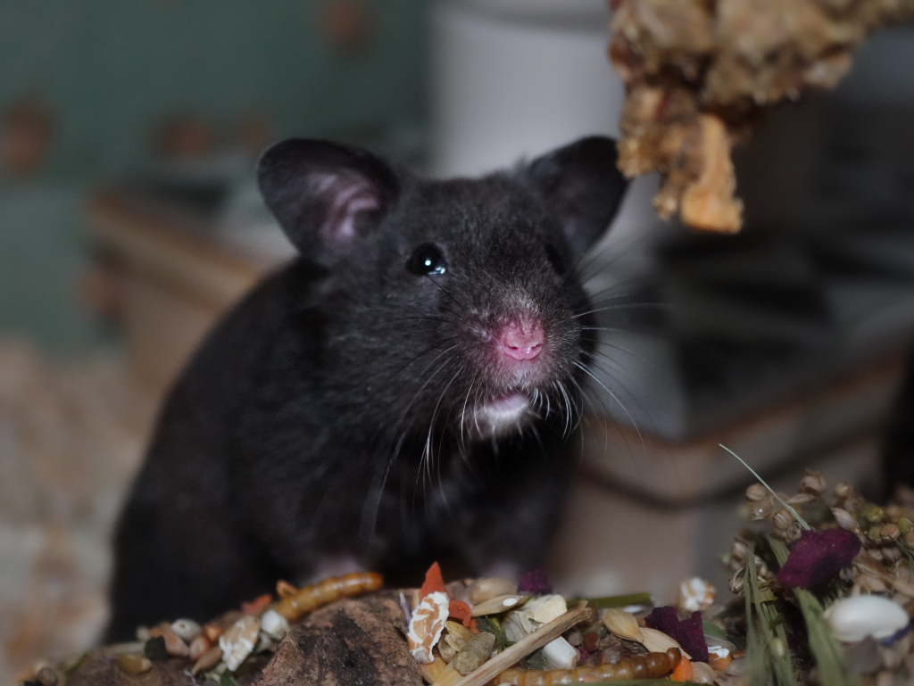 Goldhamster Urmel von der Hamsterhilfe Südwest
