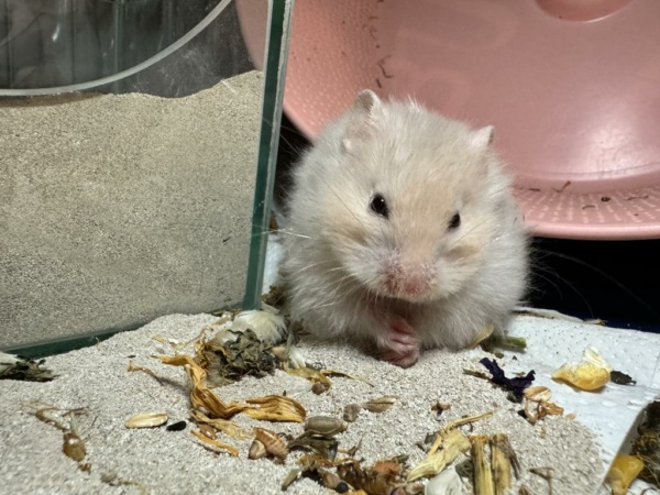 Teddyhamster Miffy von der Hamsterhilfe Südwest