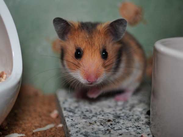 Goldhamster Kiyomi von der Hamsterhilfe Südwest