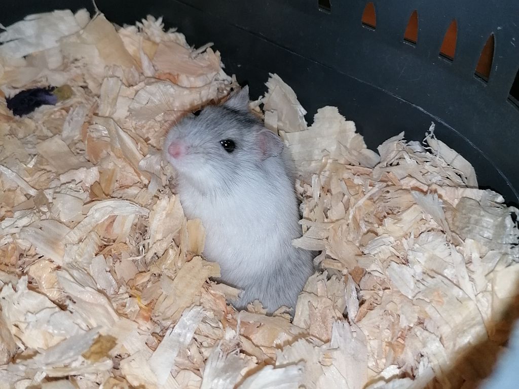 Hamsterhilfe Suedwest Dsungaren-Hybrid Saphir