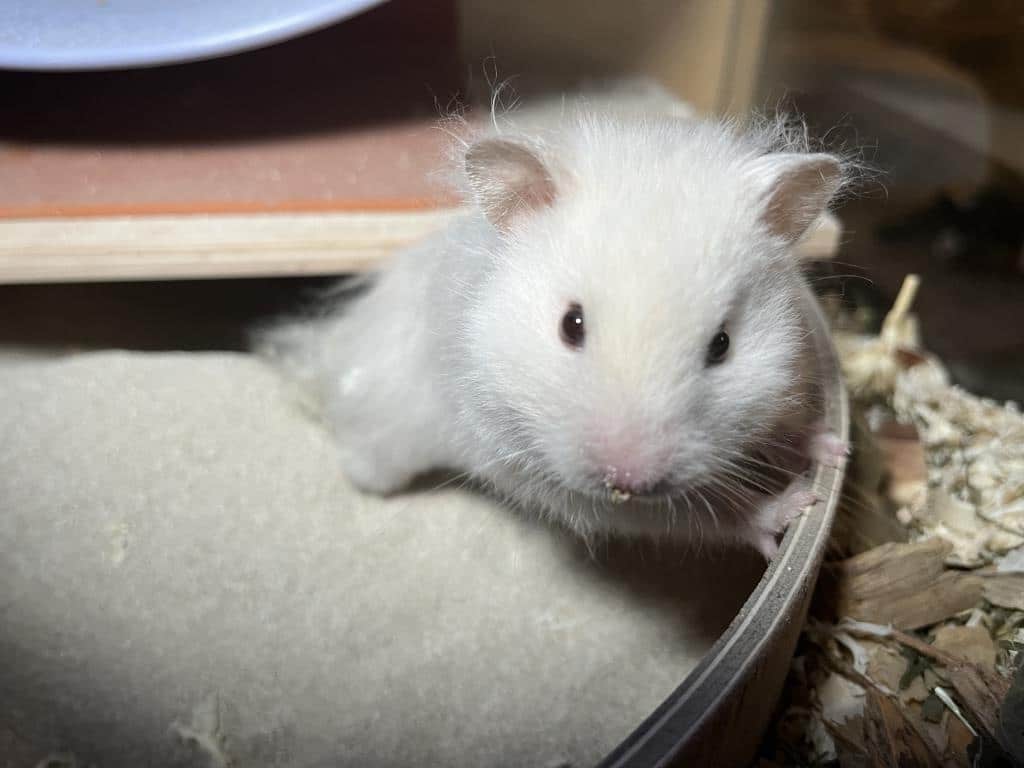 Teddyhamster Hamsterhilfe Südwest