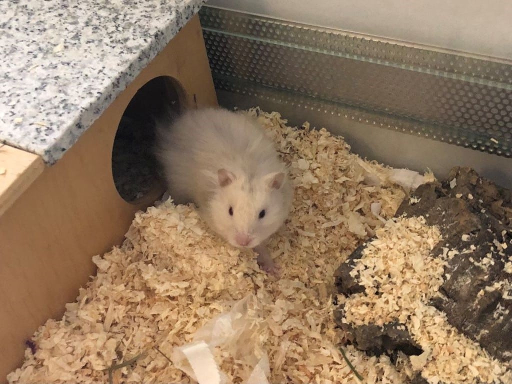 Teddyhamster Matou von der Hamterhilfe Südwest