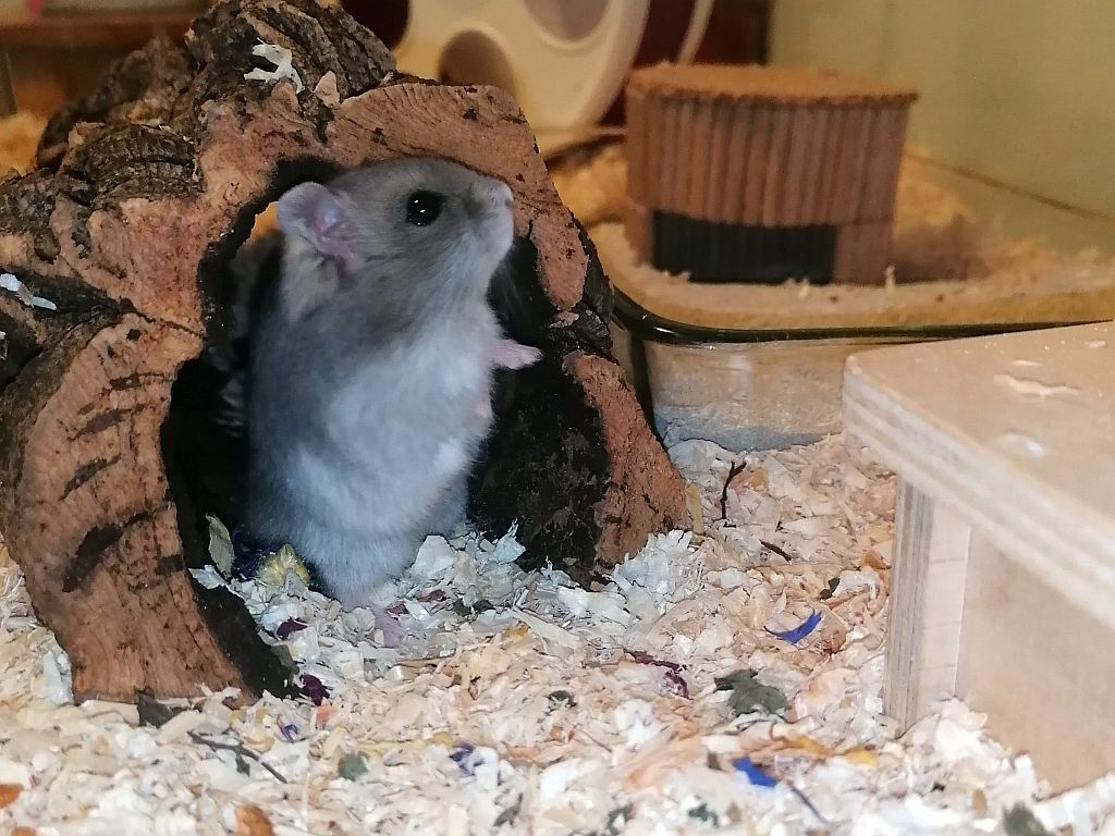 Hamsterhilfe Suedwest Dsungaren-Hybrid Saphir