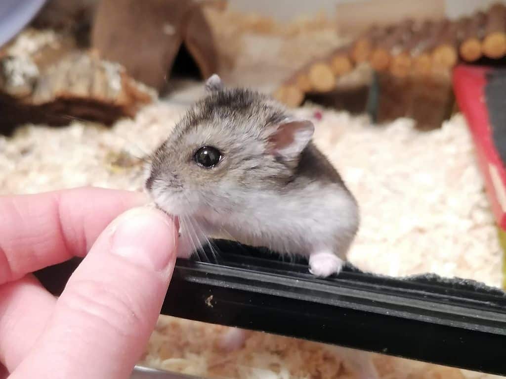 Hamsterhilfe Südwest Dsungaren-Hybrid Agouti