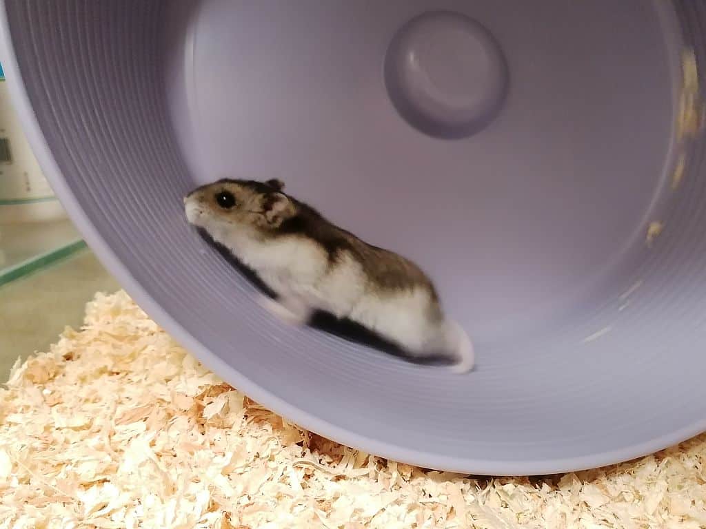 Hamsterhilfe Südwest Dsungaren-Hybrid Agouti