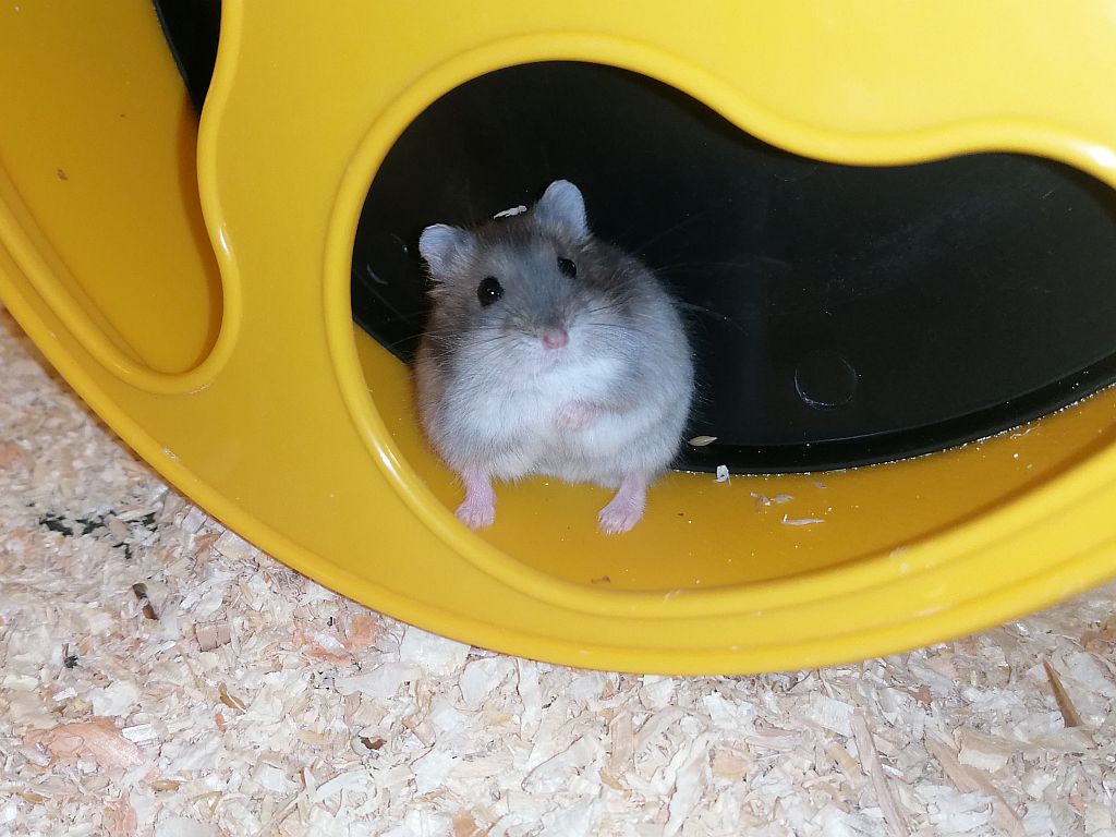 Hamsterhilfe Südwest Dsungaren-Hybrid Saphir