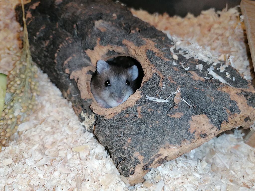 Hamsterhilfe Südwest Dsungaren-Hybrid Saphir