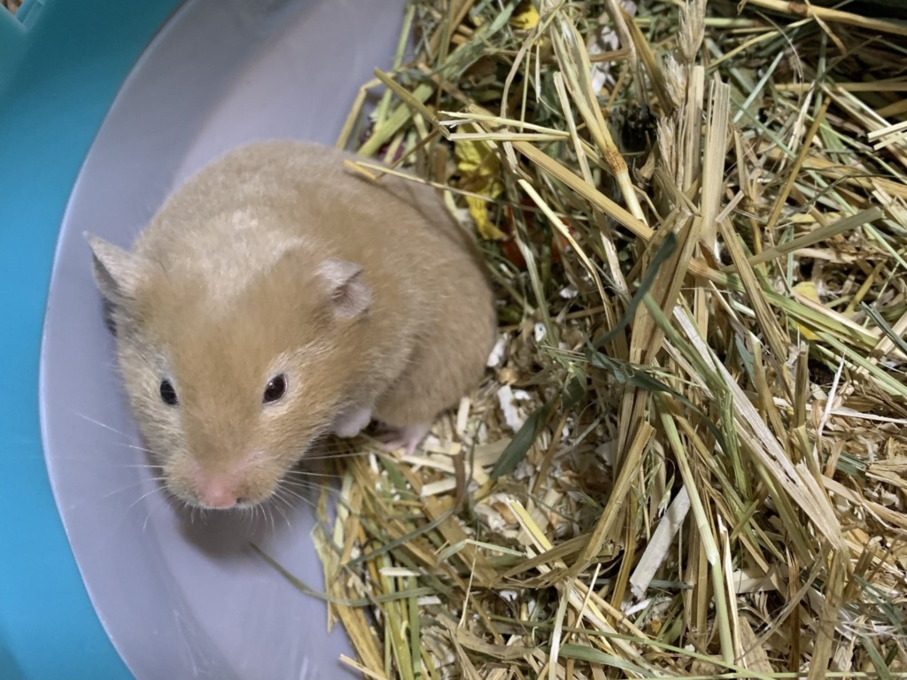 Hamsterhilfe Südwest- Goldhamster