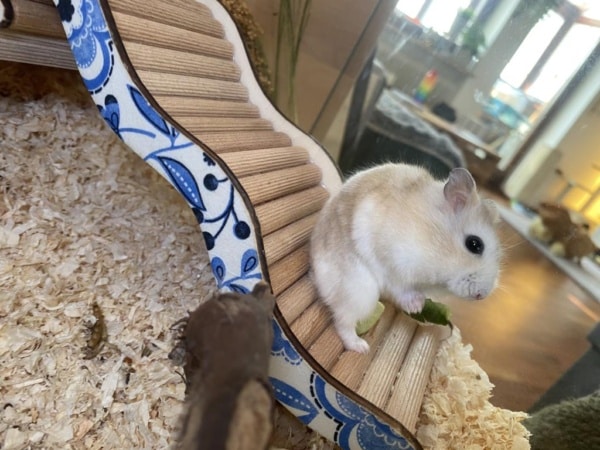Hybrid Hamsterhilfe Südwest