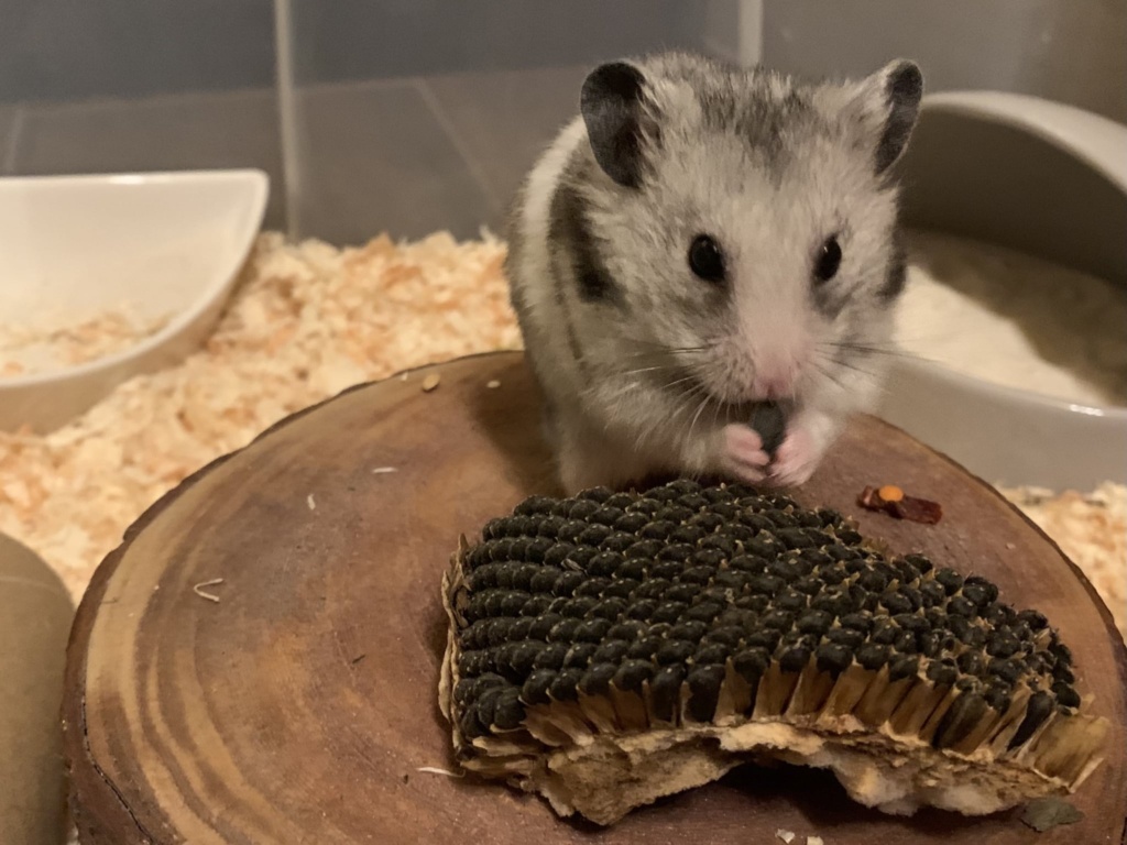 Hamsterhilfe Südwest- Goldhamster, Silver Grey Banded
