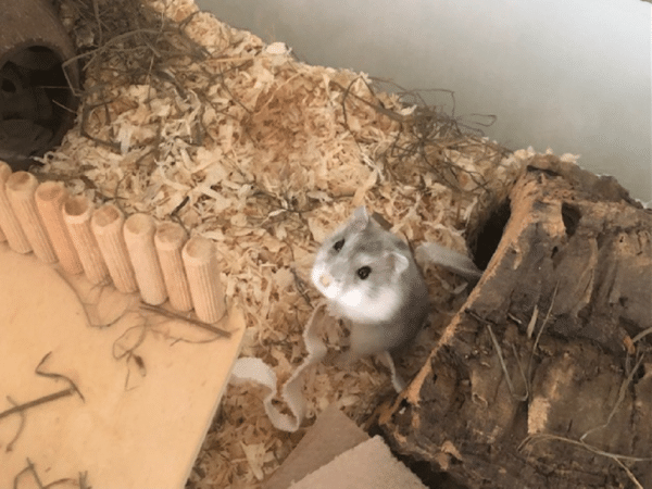 Zwerghamster Bjelle von der Hamsterhilfe Südwest