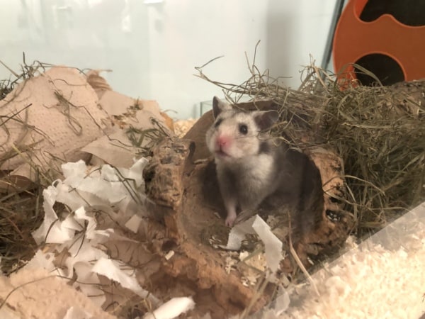 Goldhamster Moses Hamsterhilfe Südwest