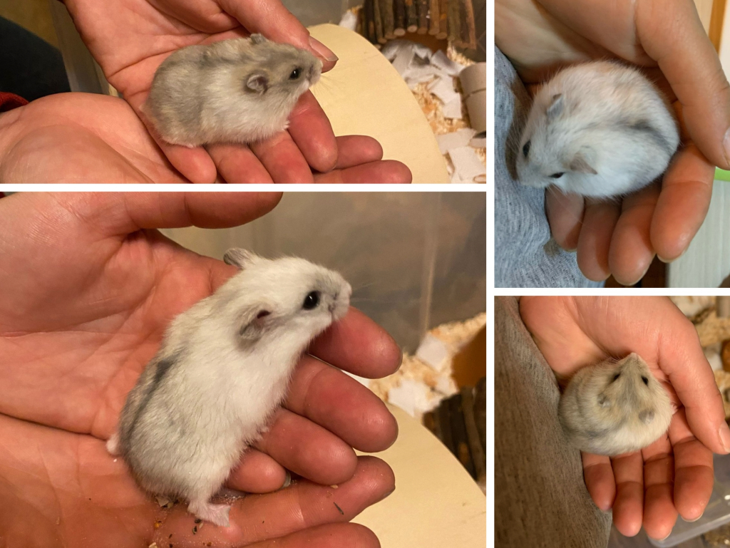 Zwerghamster der Hamsterhilfe Südwest