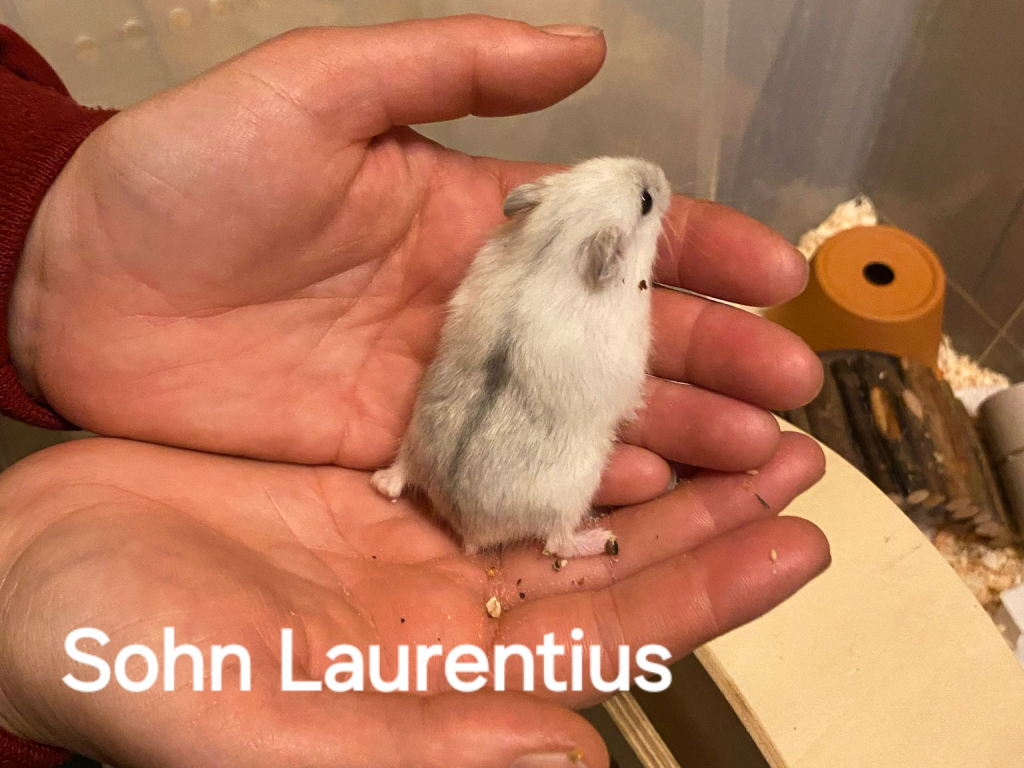 Zwerghamster Laurentius von der Hamsterhilfe Südwest