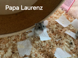 Zwerghamster Laurenz von der Hamsterhilfe Südwest
