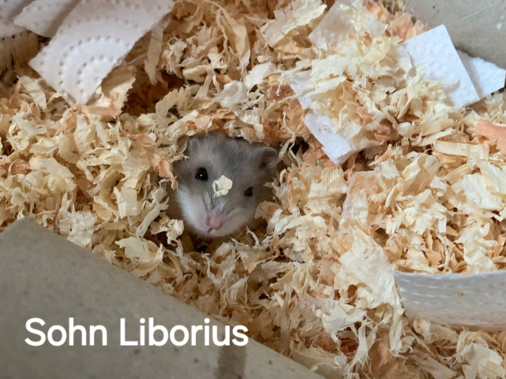 Zwerghamster Liborius von der Hamsterhilfe Südwest