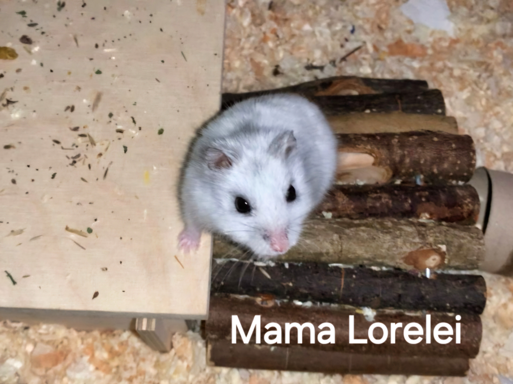 Zwerghamster Lorelei von der Hamsterhilfe Südwest