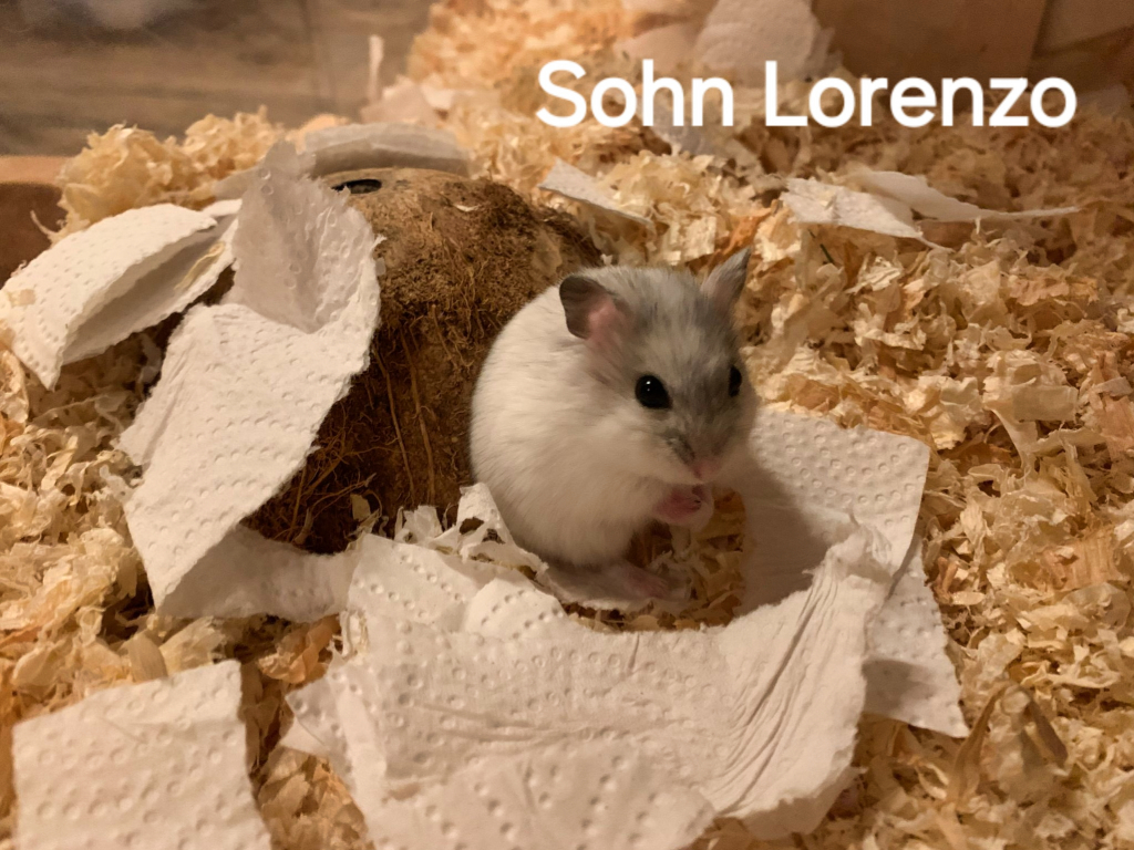 Zwerghamster Lorenzo von der Hamsterhilfe Südwest