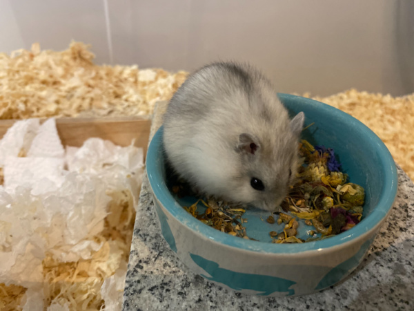Dsungaren-Hybrid Hamsterhilfe Südwest