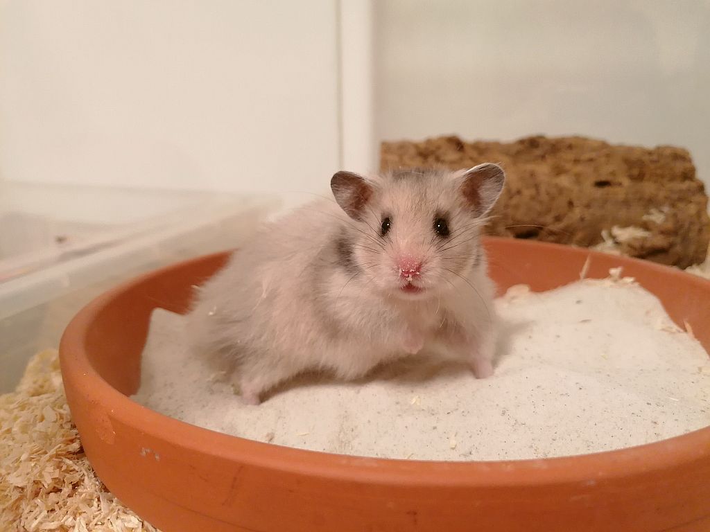 Teddyhamster Lykke von der Hamsterhilfe Südwest
