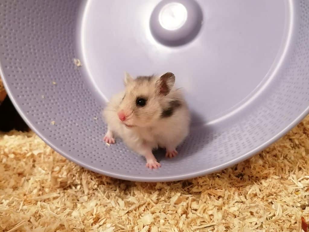 Teddyhamster Lykke von der Hamsterhilfe Südwest