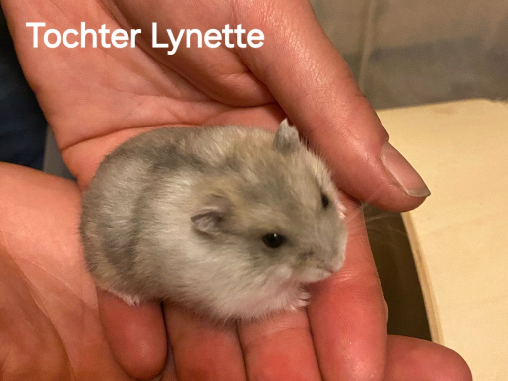 Zwerghamster Lynette von der Hamsterhilfe Südwest