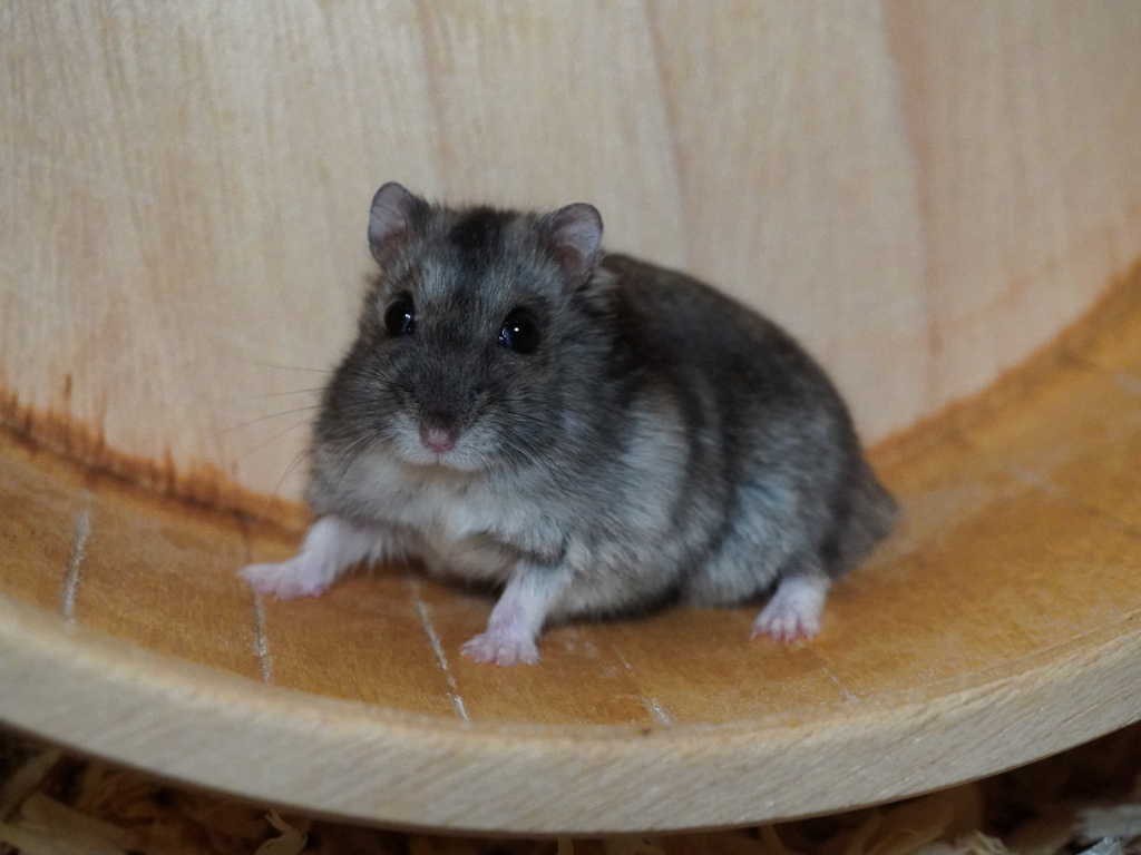 Zwerghamster Akiro von der Hamsterhilfe Südwest