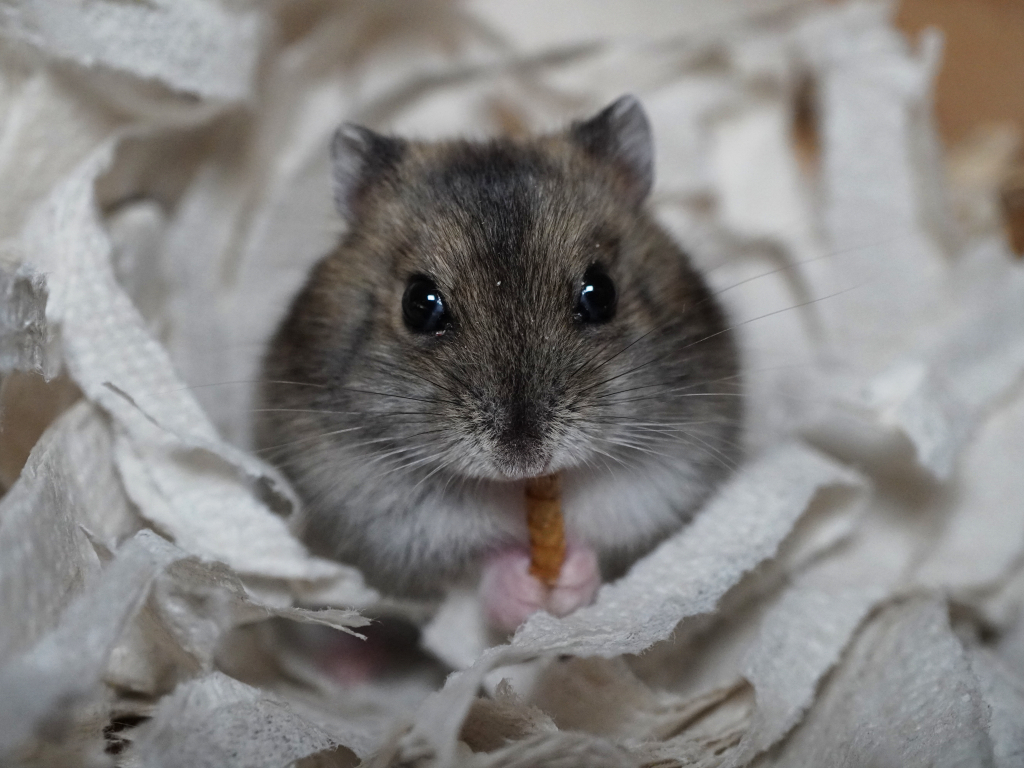 Zwerghamster Alea von der Hamsterhilfe Südwest