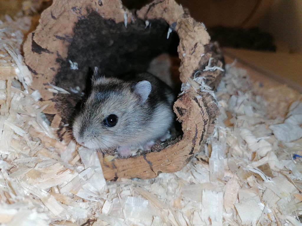 Dsungaren-Hybrid Alibaba der Hamsterhilfe Südwest sitzt in einer Korkröhre