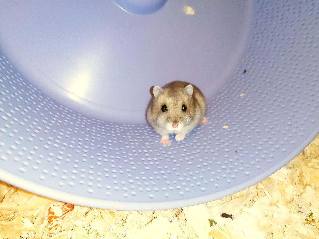 Allerleirauh, Dsungaren-Hybrid der Hamsterhilfe Südwest sitzt in fliederfarbenem Laufrad