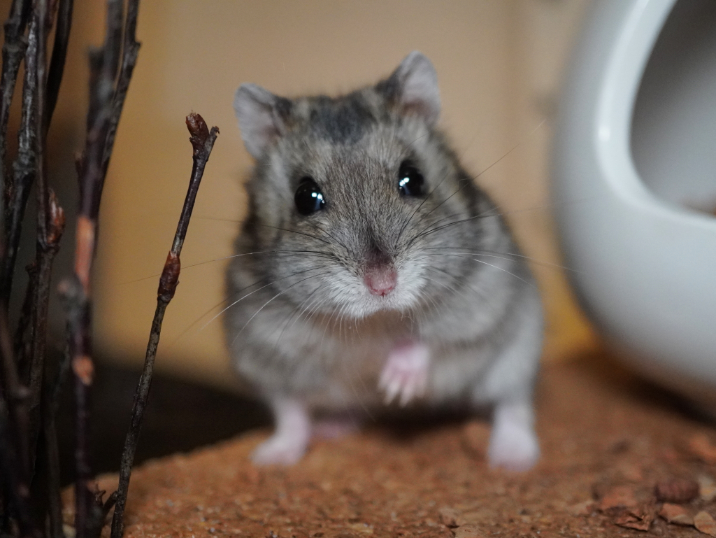 Zwerghamster Anime von der Hamsterhilfe Südwest