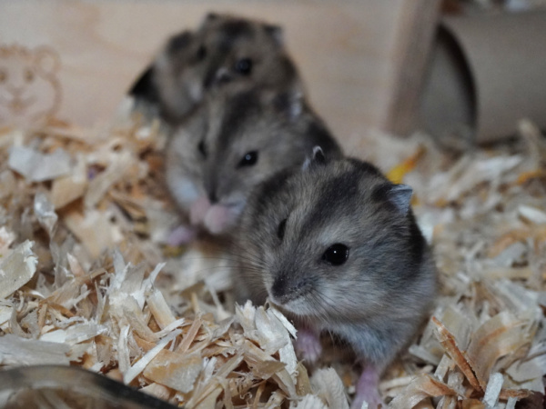 Zwerghamster Anouk, Alea und Aria von der Hamsterhilfe Südwest