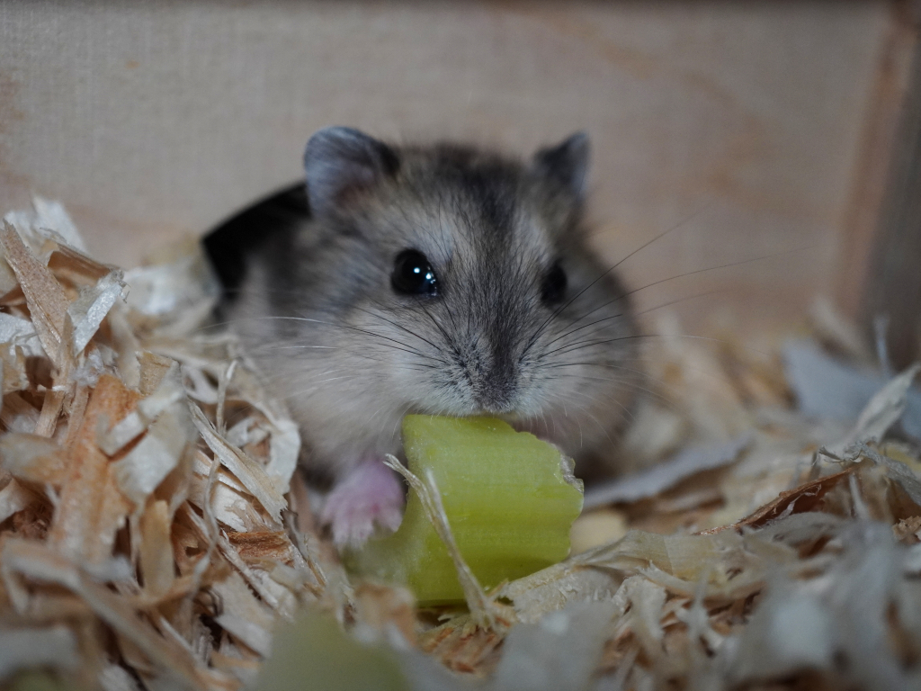 Zwerghamster Aria von der Hamsterhilfe Südwest