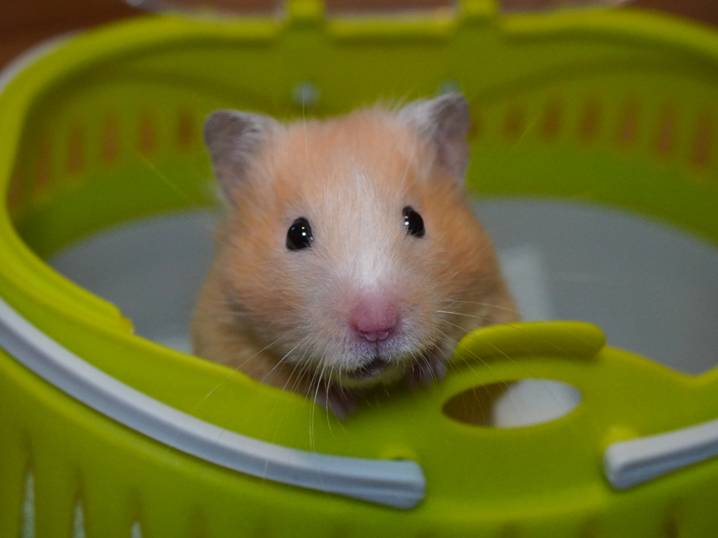 Teddyhamster Dorothy von der Hamsterhilfe Südwest