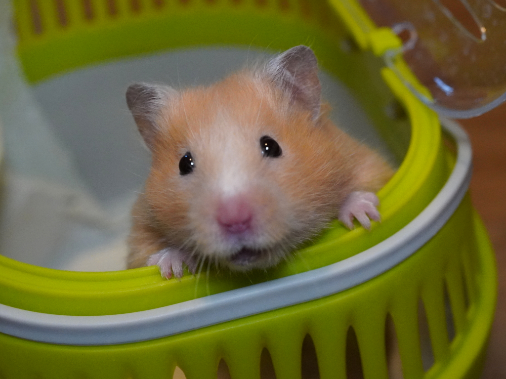 Teddyhamster Dorothy von der Hamsterhilfe Südwest