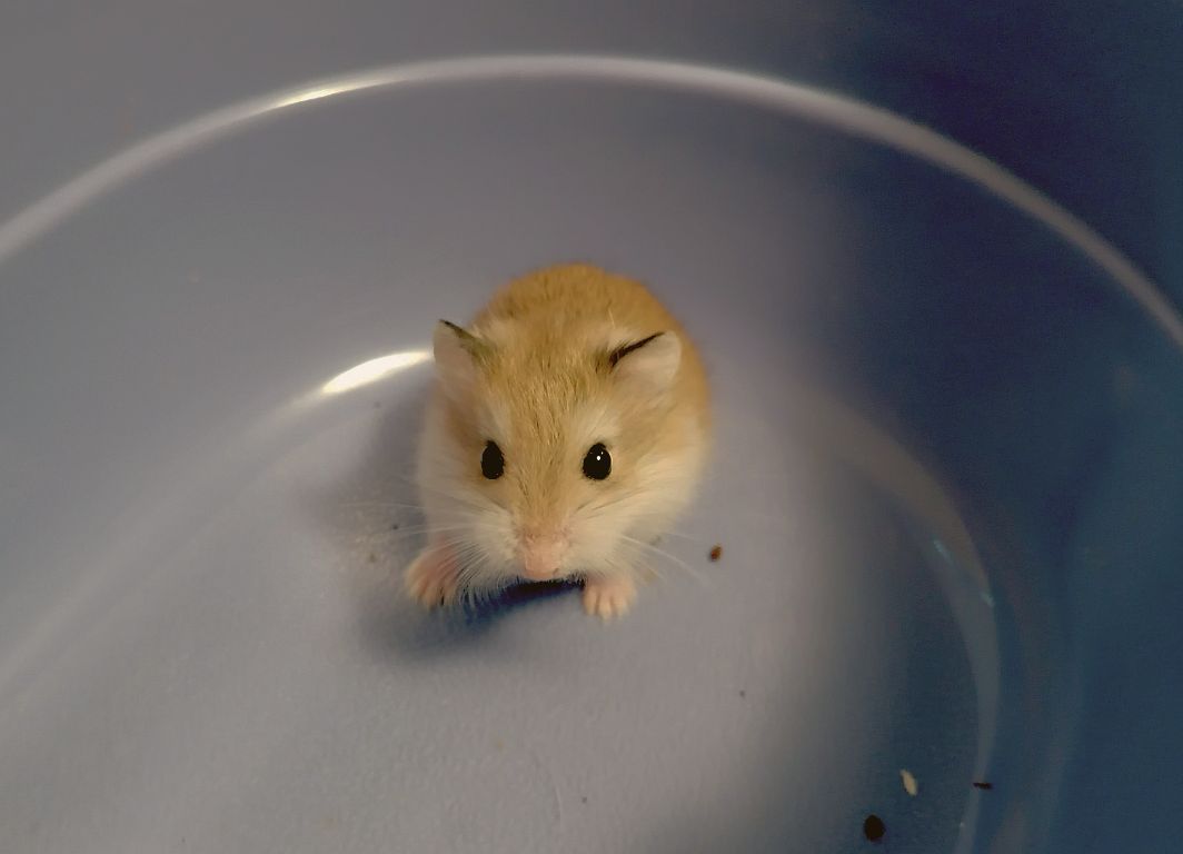 Roborowski Zwerghamster Fiore der Hamster hilfe Südwest