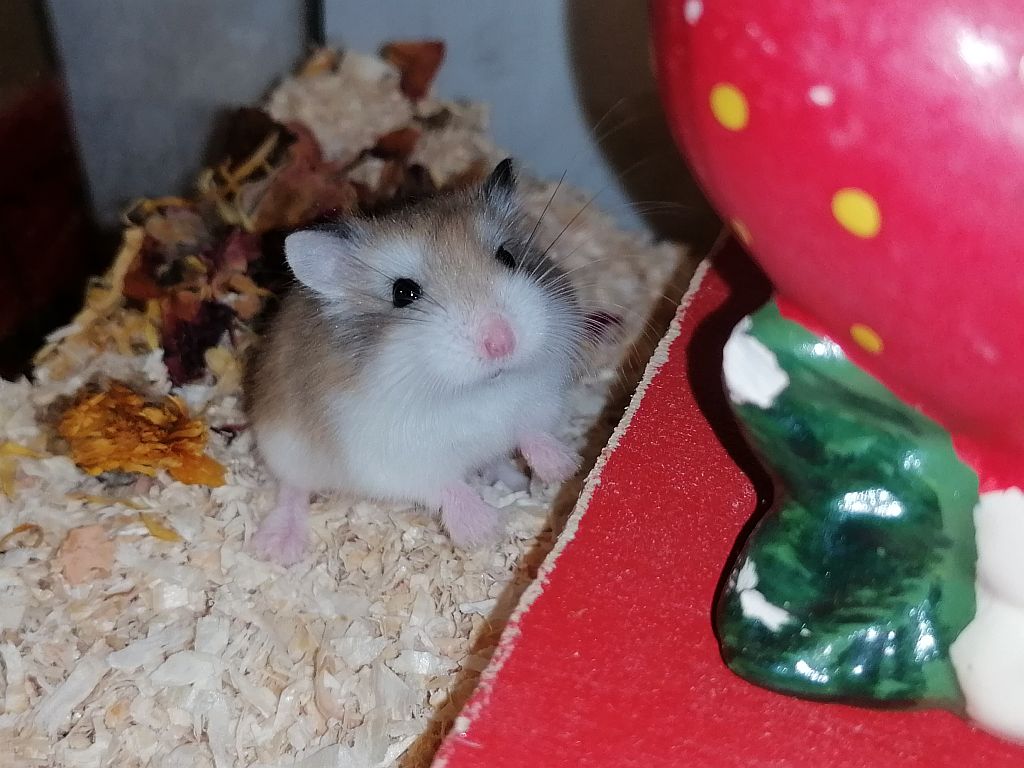 Roborowski Zwerghamster Fiorello der Hamsterhilfe Südwest sitzt neben seinem Haus in der Streu
